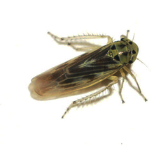 Macrosteles parvidens