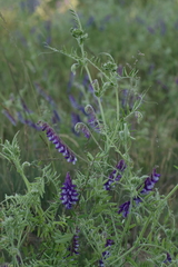 Vicia villosa