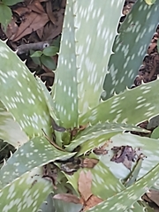 Aloe arborescens