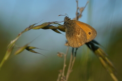Coenonympha pamphilus