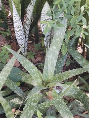 Aloe arborescens