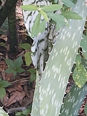 Aloe arborescens