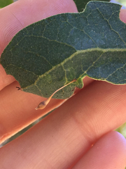 Andricus pedicellatus