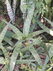Aloe arborescens