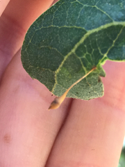 Andricus pedicellatus