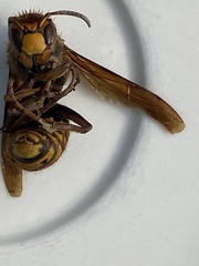 Vespa crabro