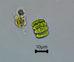 Scenedesmaceae