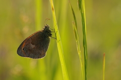 Coenonympha pamphilus