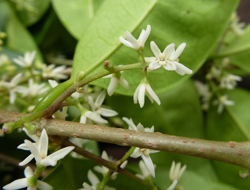 Noronhia nilotica