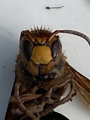 Vespa crabro