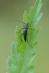 Stenurella nigra