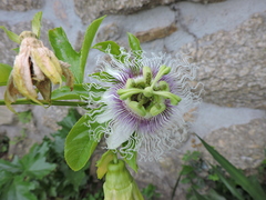 Passiflora edulis edulis