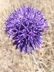 Echinops adenocaulos