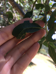 Andricus pedicellatus