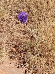 Echinops adenocaulos