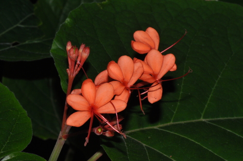 Clerodendrum speciosissimum image