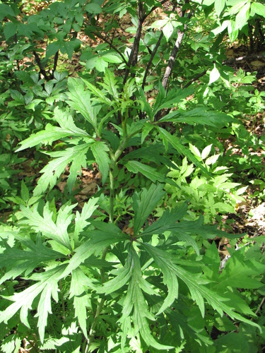 Image of Aconitum kusnezoffii by (c) Jens-Christian Svenning, some rights reserved (CC BY)