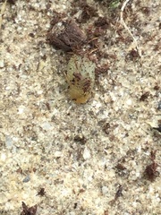 Arion intermedius