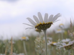 Anthemis sterilis
