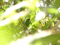 Chlorornis riefferii