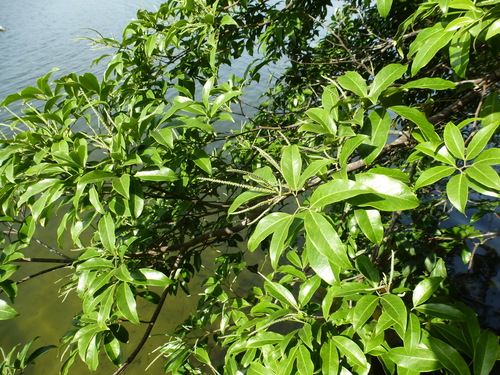 Newtonia duparquetiana, 2019-04-15