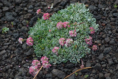 Eriogonum ovalifolium rubidum