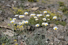 Anthemis sterilis