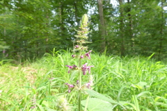 Stachys sylvatica