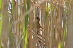 Acrocephalus scirpaceus