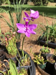 Calopogon