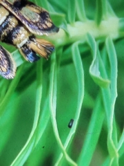 Chamaesphecia empiformis