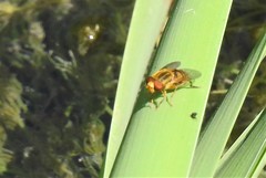 Parhelophilus laetus