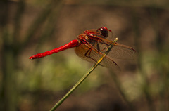 Sympetrum illotum