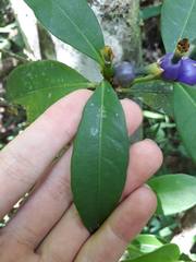 Psychotria laciniata
