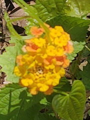 Lantana camara