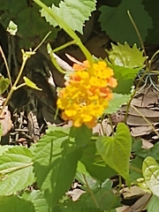 Lantana camara