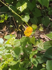 Lantana camara