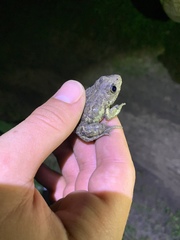 Pelobates vespertinus