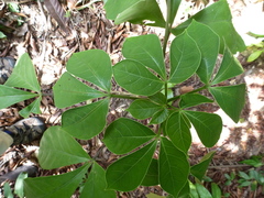 Euadenia eminens