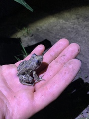 Pelobates vespertinus