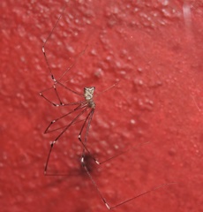 Crossopriza