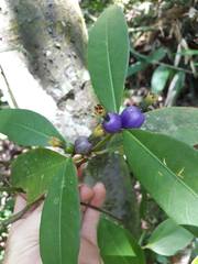 Psychotria laciniata