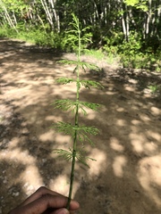 Equisetum sylvaticum image