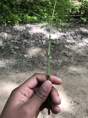 Equisetum sylvaticum image