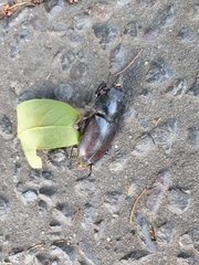 Lucanus cervus
