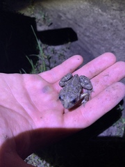 Pelobates vespertinus