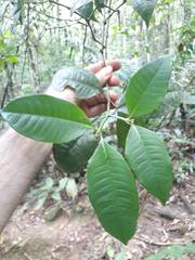 Psychotria laciniata