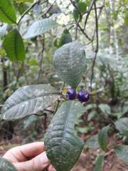 Psychotria laciniata
