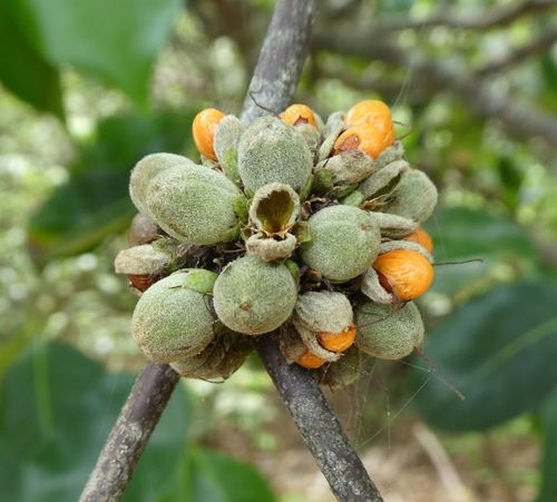 Cassipourea barteri