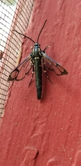 Synanthedon pictipes